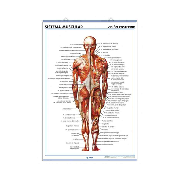 Láminas anatomía: sistema muscular