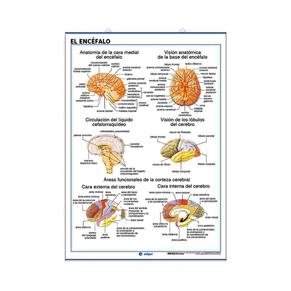 Láminas anatomía: sist. nervioso y el encéfalo