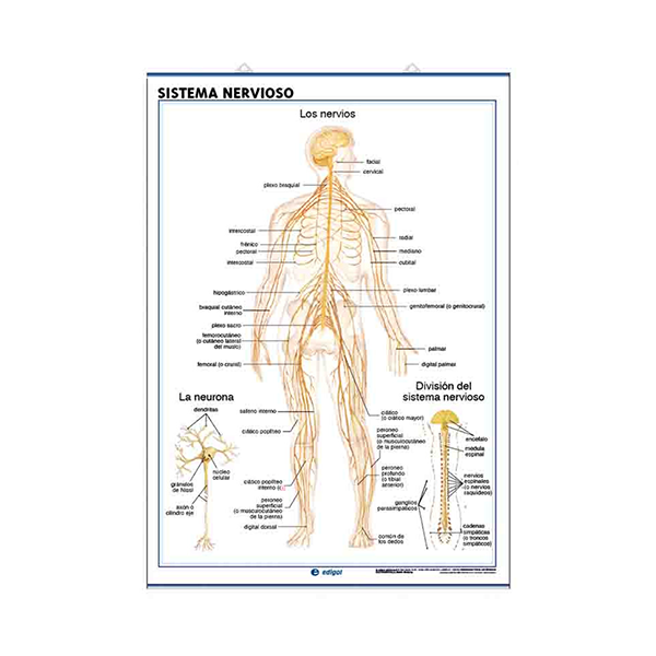 Láminas anatomía: sist. nervioso y el encéfalo